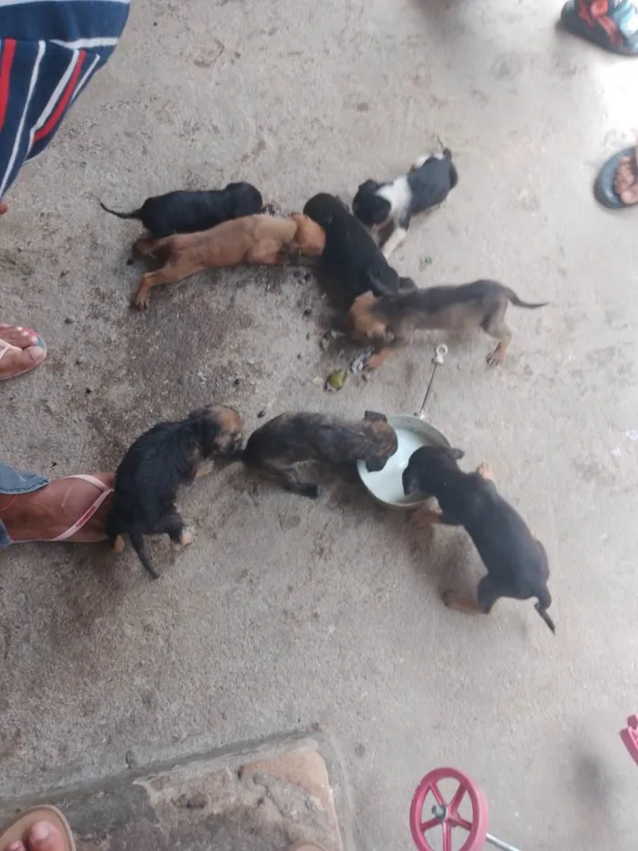 Cachorro ra a SRD-ViraLata idade Abaixo de 2 meses nome Sem nome