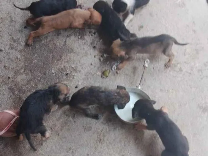 Cachorro ra a SRD-ViraLata idade Abaixo de 2 meses nome Sem nome