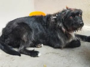 Cachorro raça SRD-ViraLata idade 5 anos nome Elena 