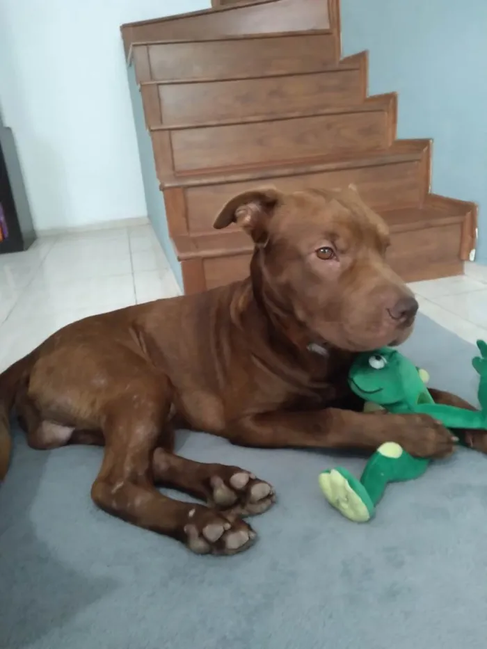 Cachorro ra a Srd  idade 1 ano nome Hércules 