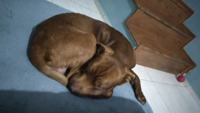 Cachorro ra a Srd  idade 1 ano nome Hércules 