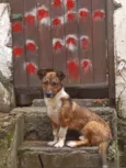 scooby 