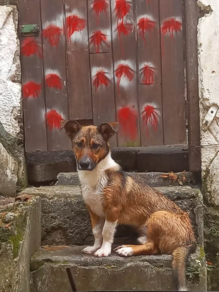 Cachorro ra a mista idade 1 ano nome scooby 