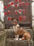 scooby 