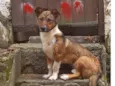 scooby 