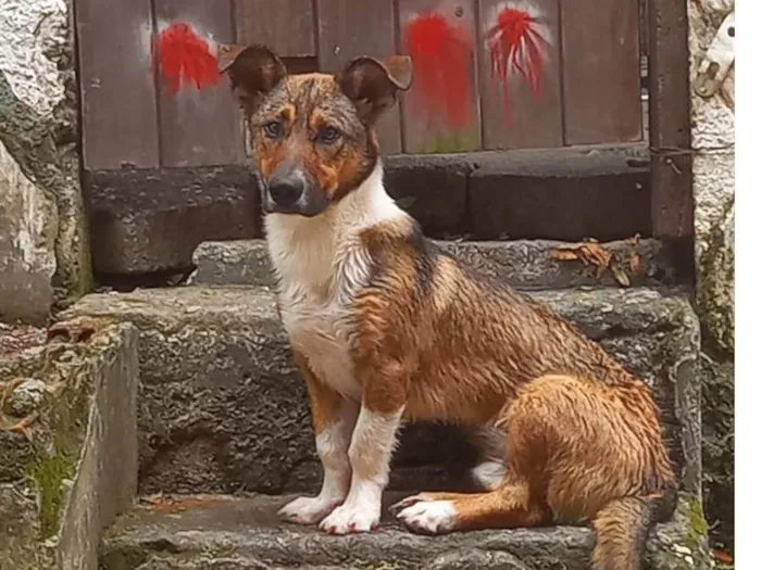 Cachorro ra a mista idade 1 ano nome scooby 