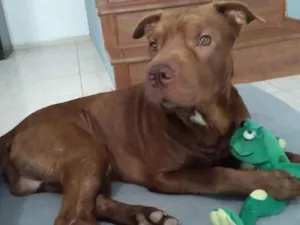 Cachorro raça Srd  idade 1 ano nome Hércules 