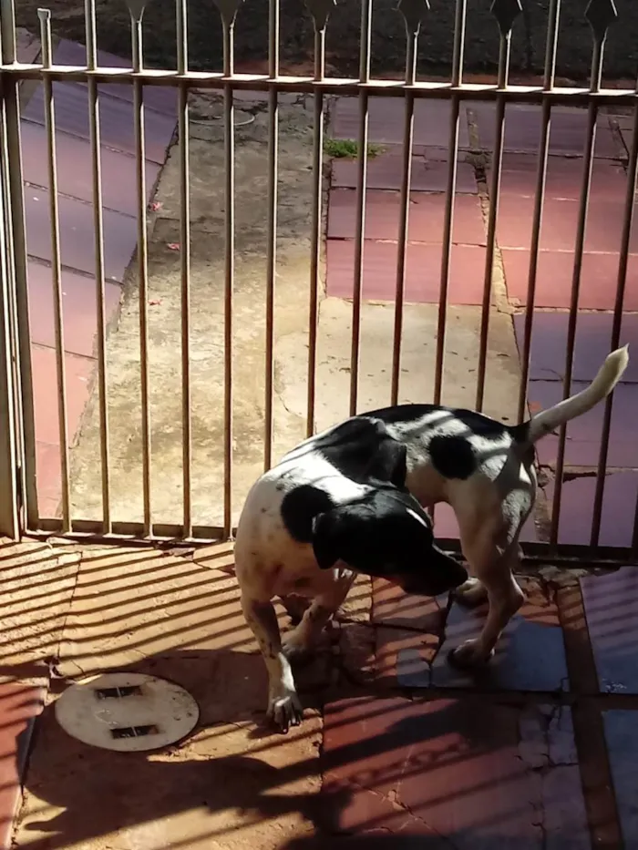 Cachorro ra a SRD-ViraLata idade 1 ano nome Zefa