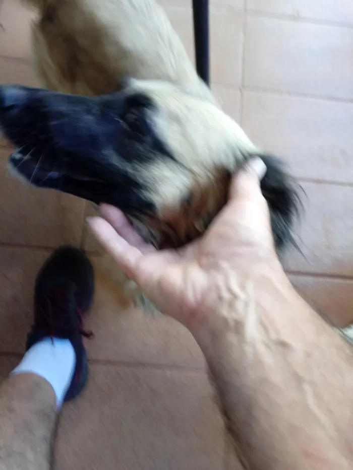 Cachorro ra a SRD-ViraLata idade 1 ano nome Joaquim