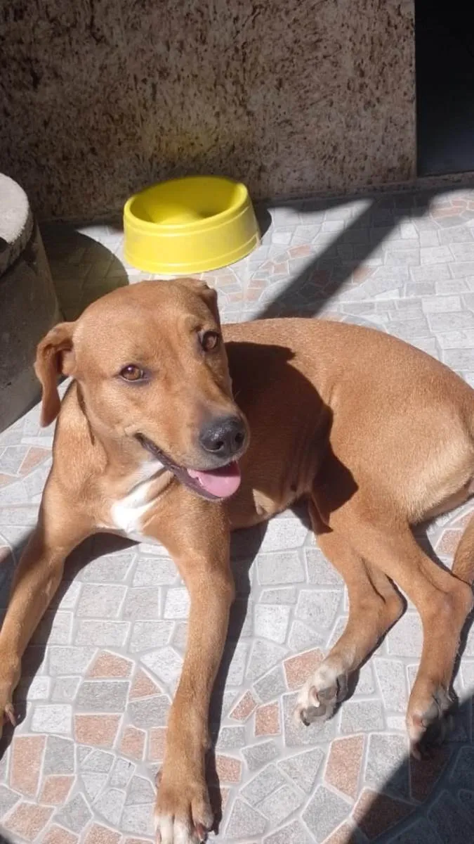 Cachorro ra a SRD-ViraLata idade 3 anos nome Luna