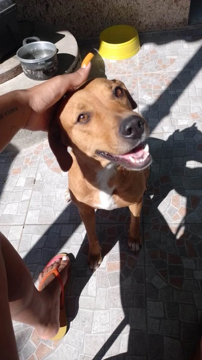 Cachorro ra a SRD-ViraLata idade 3 anos nome Luna