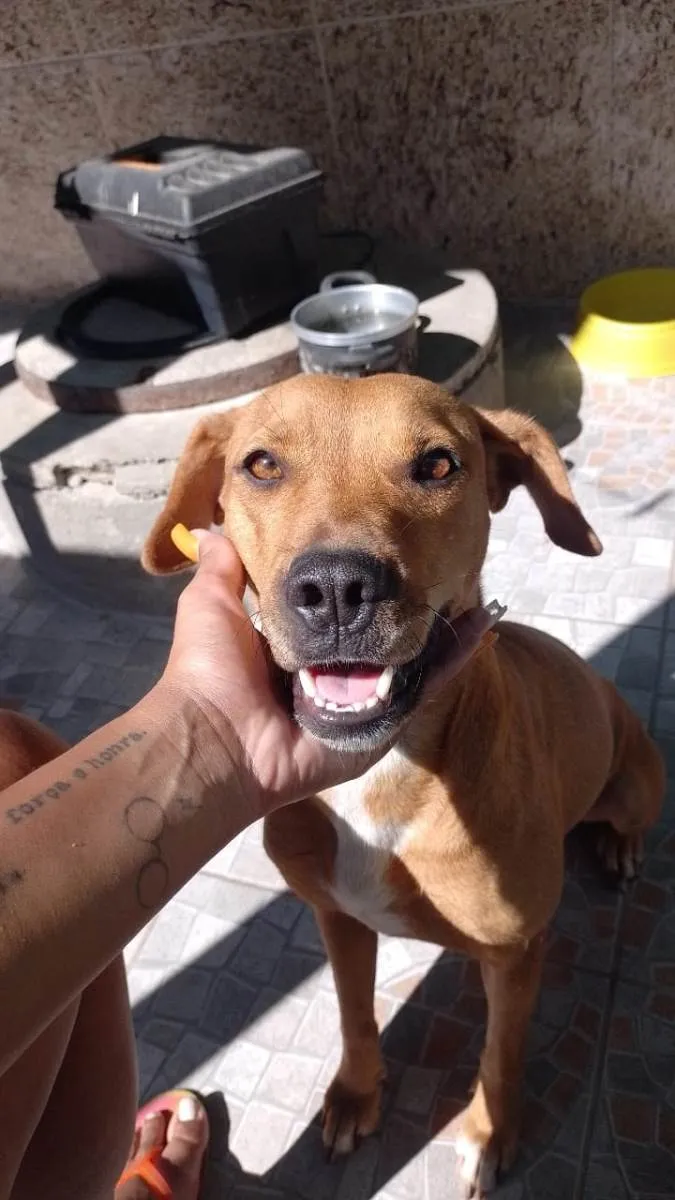 Cachorro ra a SRD-ViraLata idade 3 anos nome Luna