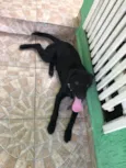 Preto