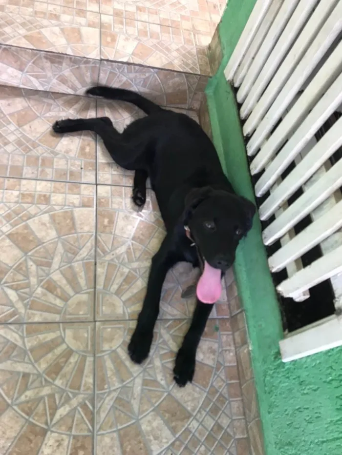 Cachorro ra a Labrador idade 2 a 6 meses nome Preto
