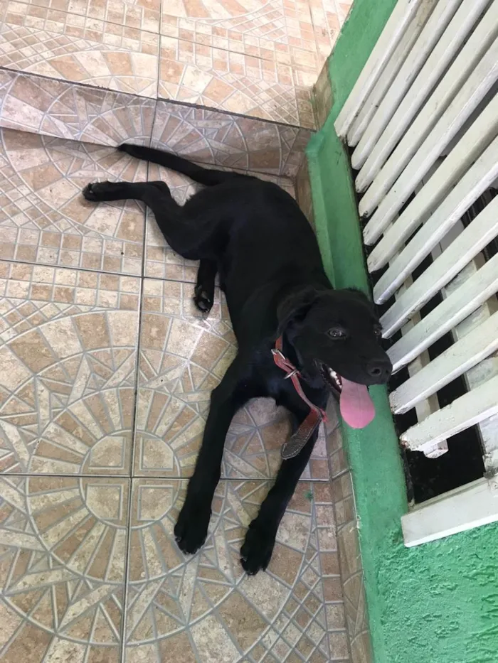 Cachorro ra a Labrador idade 2 a 6 meses nome Preto
