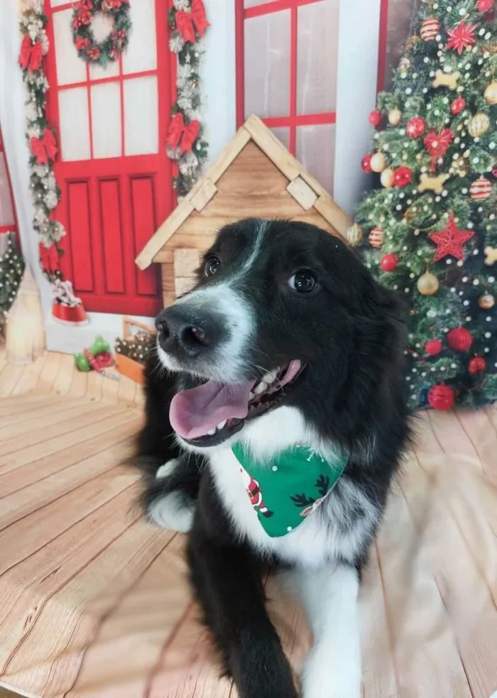 Cachorro ra a Buder colie  idade 1 ano nome Darwin 