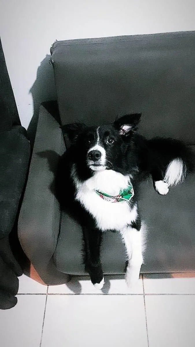 Cachorro ra a Buder colie  idade 1 ano nome Darwin 