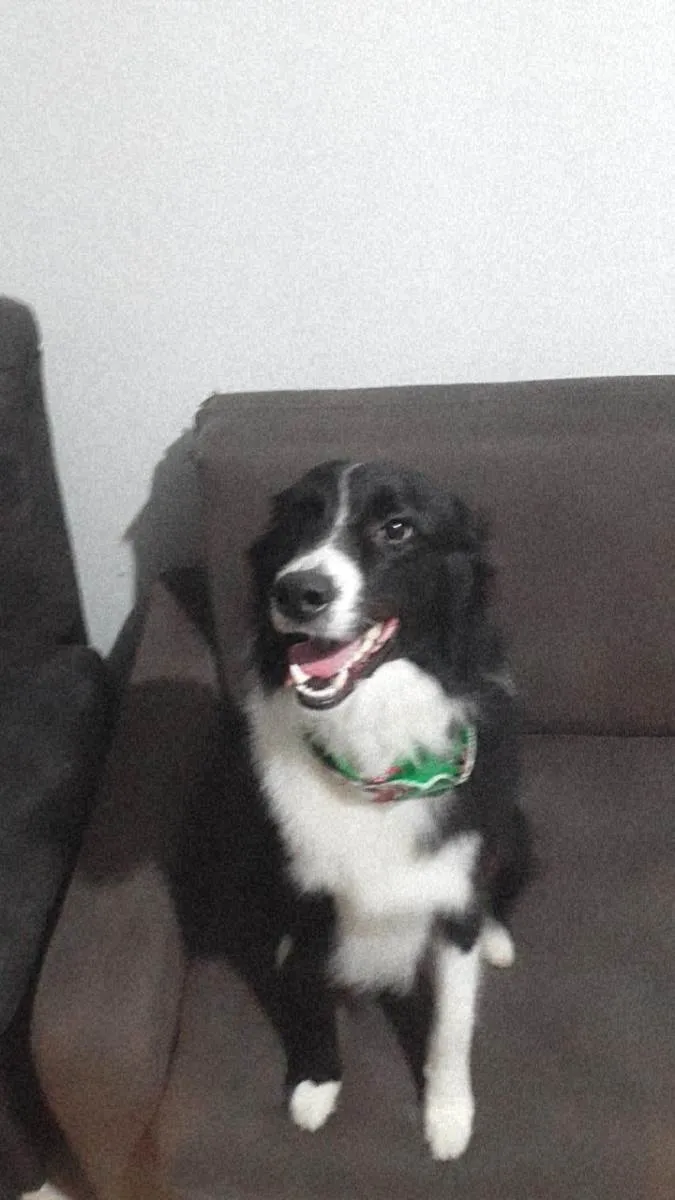 Cachorro ra a Buder colie  idade 1 ano nome Darwin 