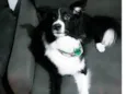 Darwin 