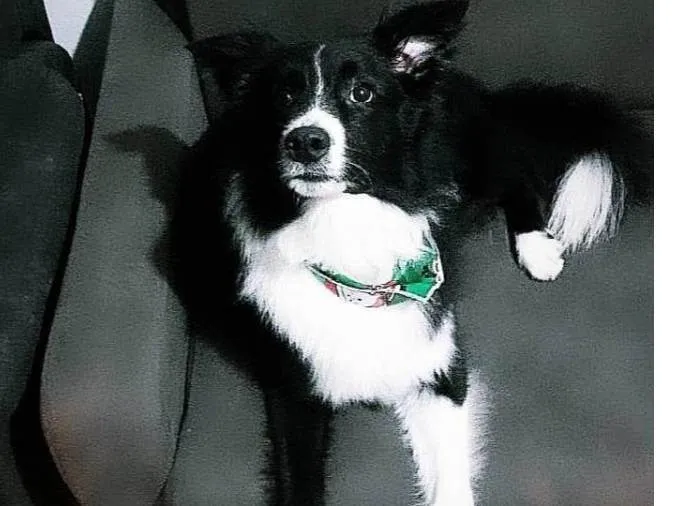 Cachorro ra a Buder colie  idade 1 ano nome Darwin 