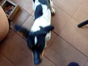 Cachorro raça SRD-ViraLata idade 1 ano nome Zefa