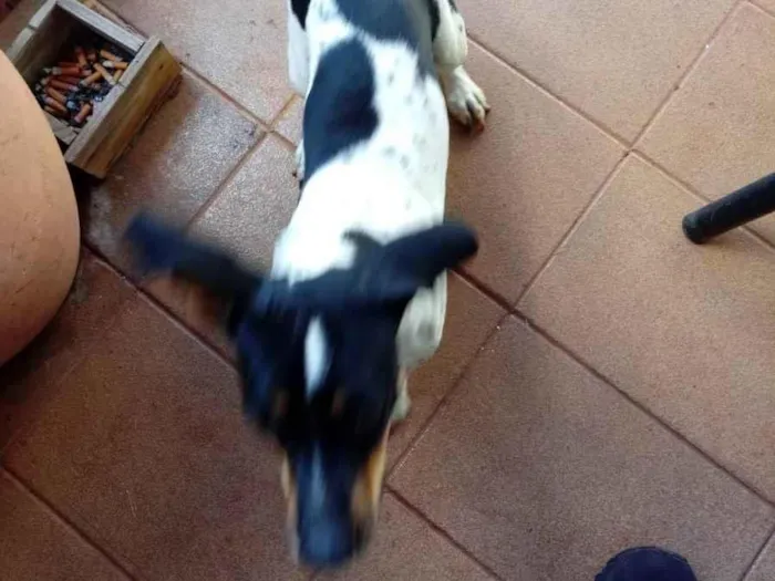 Cachorro ra a SRD-ViraLata idade 1 ano nome Zefa