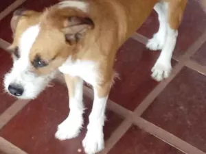 Cachorro raça SRD-ViraLata idade 2 anos nome Benné