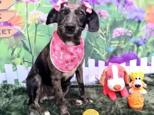 Cachorro raça SRD-ViraLata idade 2 anos nome 1