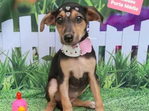 Cachorro raça SRD-ViraLata idade 2 a 6 meses nome 2
