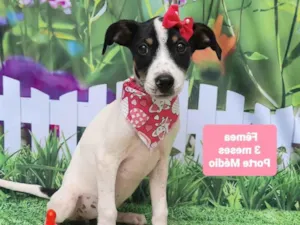 Cachorro raça SRD-ViraLata idade 2 a 6 meses nome 4