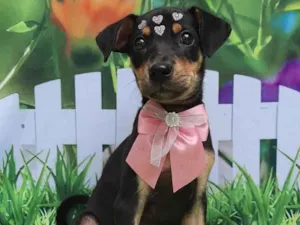 Cachorro raça SRD-ViraLata idade 2 a 6 meses nome 5