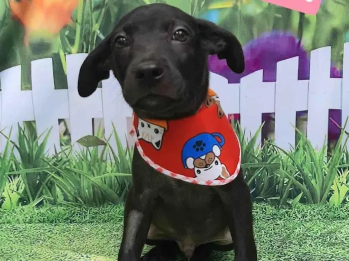 Cachorro raça SRD-ViraLata idade 2 a 6 meses nome 6