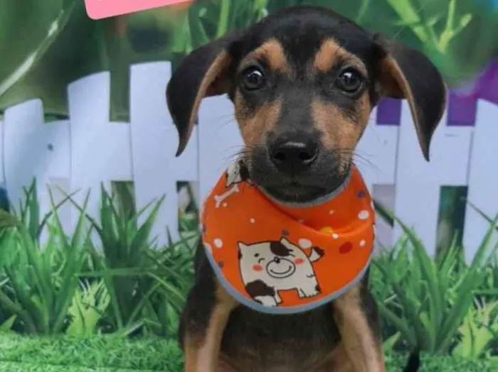 Cachorro raça SRD-ViraLata idade 2 a 6 meses nome 7