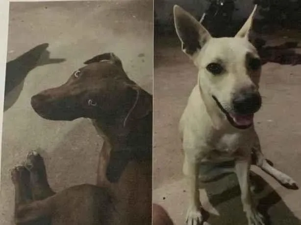 Cachorro ra a SRD-ViraLata idade 1 ano nome GRATIFICA - Penny e Spock 