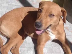 Cachorro raça SRD-ViraLata idade 3 anos nome Luna