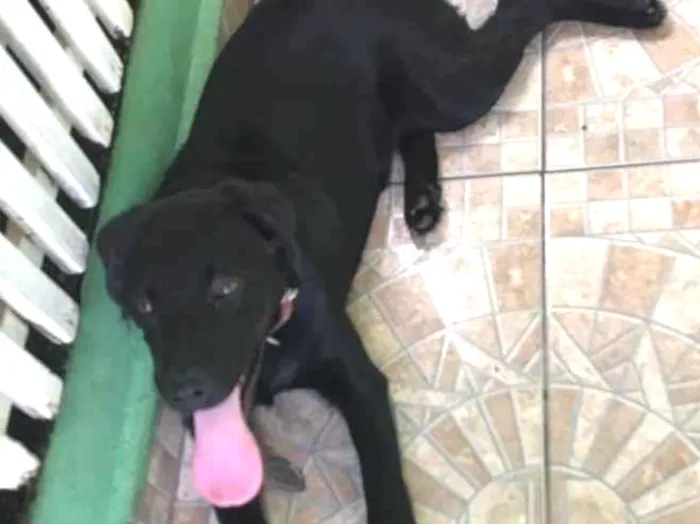Cachorro ra a Labrador idade 2 a 6 meses nome Preto