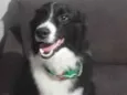 Darwin 