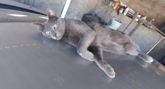 Gato ra a SRD-ViraLata idade 2 anos nome GRATIFICA - Gandalf