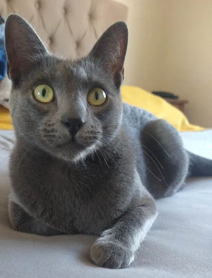 Gato ra a SRD-ViraLata idade 2 anos nome GRATIFICA - Gandalf