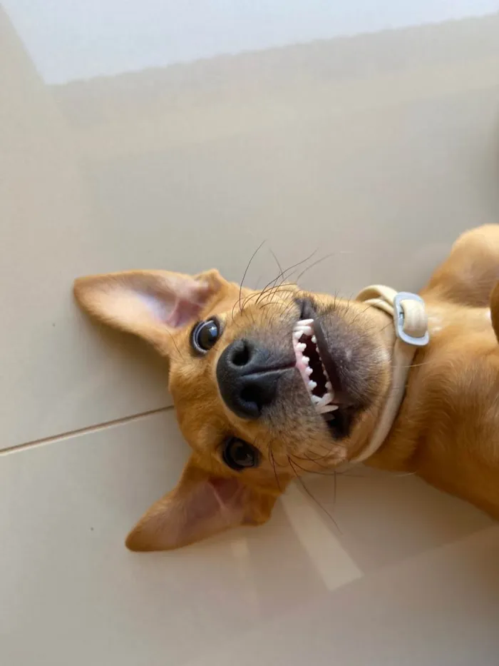 Cachorro raça SRD-ViraLata idade 7 a 11 meses nome luly