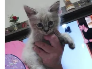 Gato raça SRD-ViraLata idade Abaixo de 2 meses nome Filhote para adoção 
