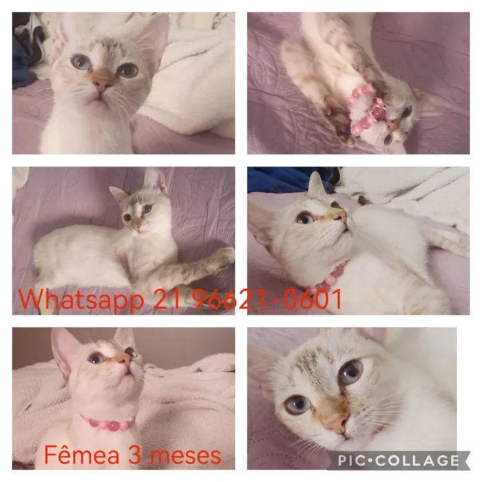 Gato ra a SRD-ViraLata idade 2 a 6 meses nome Lara