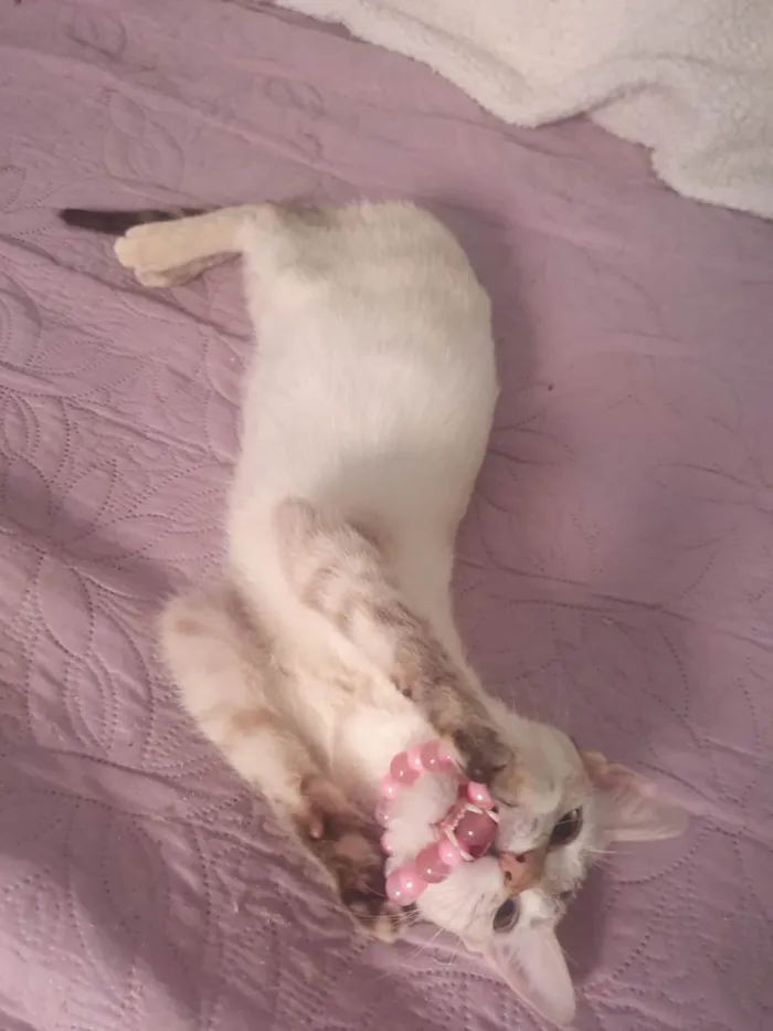 Gato ra a SRD-ViraLata idade 2 a 6 meses nome Lara