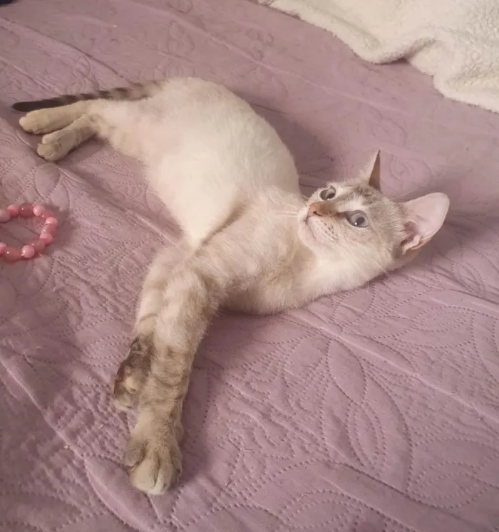 Gato ra a SRD-ViraLata idade 2 a 6 meses nome Lara