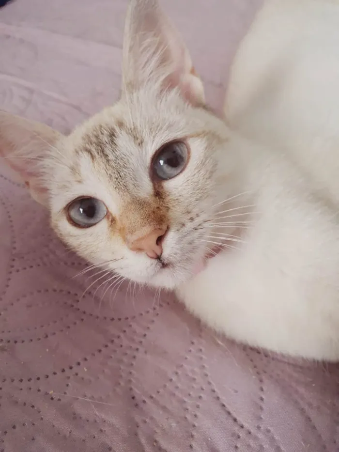 Gato ra a SRD-ViraLata idade 2 a 6 meses nome Lara
