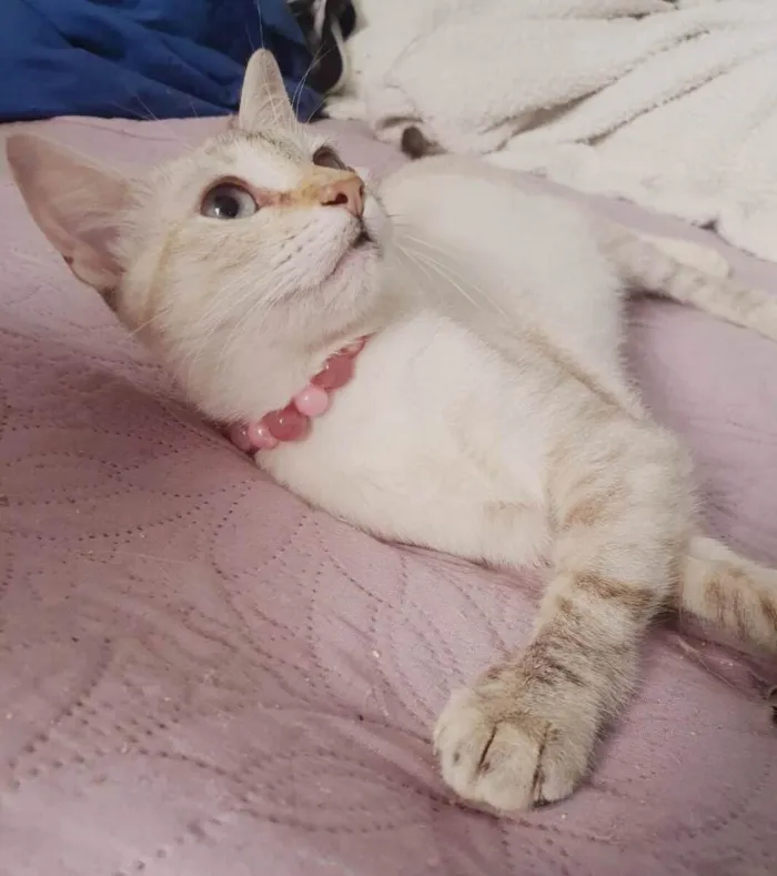 Gato ra a SRD-ViraLata idade 2 a 6 meses nome Lara