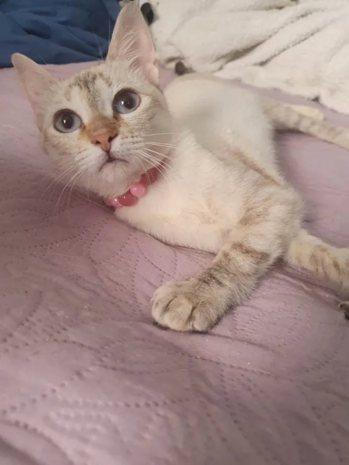Gato ra a SRD-ViraLata idade 2 a 6 meses nome Lara