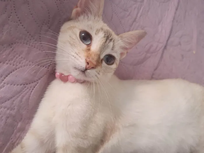 Gato ra a SRD-ViraLata idade 2 a 6 meses nome Lara
