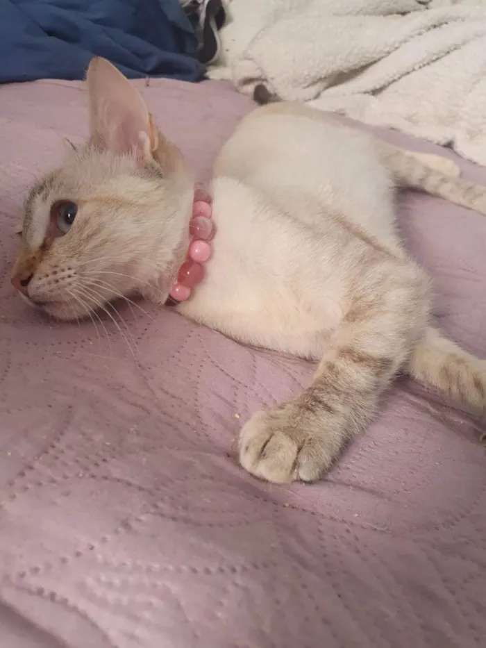 Gato ra a SRD-ViraLata idade 2 a 6 meses nome Lara