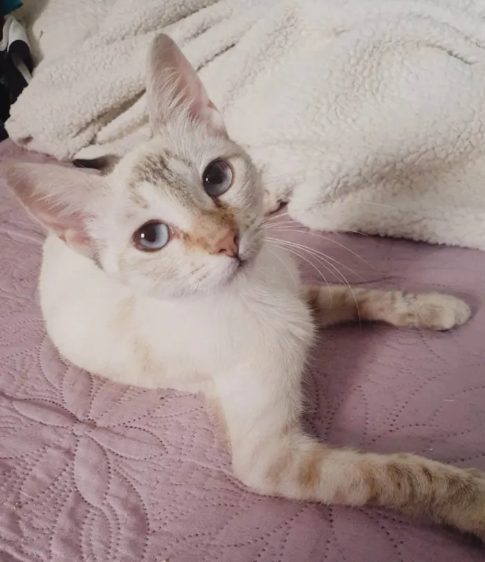Gato ra a SRD-ViraLata idade 2 a 6 meses nome Lara